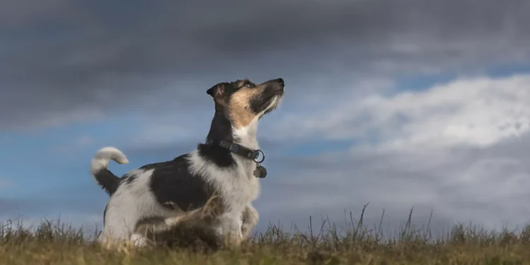Ladrar antes? Saiba como os cães adivinham que vem aí uma tempestade