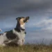 Ladrar antes? Saiba como os cães adivinham que vem aí uma tempestade