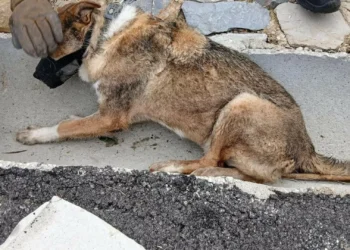 Bombeiros de Odivelas salvam cão em “grandes dificuldades”
