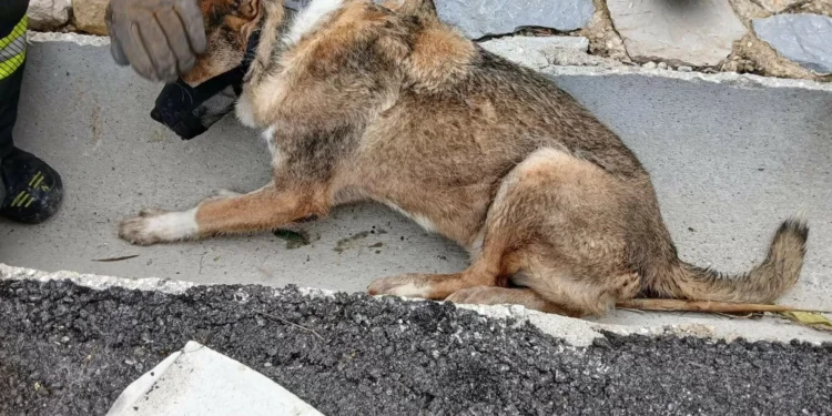 Bombeiros de Odivelas salvam cão em “grandes dificuldades”