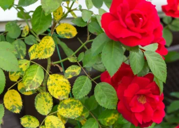 Utilize leite de vaca e verá que as suas rosas permanecerão saudáveis