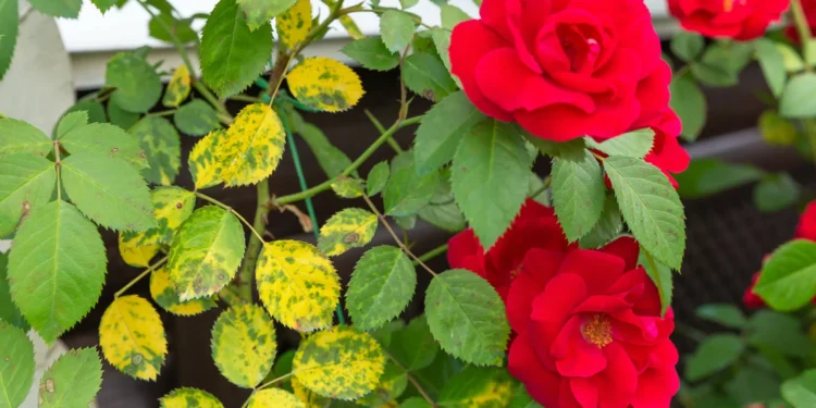 Utilize leite de vaca e verá que as suas rosas permanecerão saudáveis