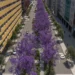 Menos jacarandás, mais estacionamento. Os planos para a Av. 5 de Outubro
