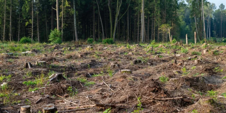 Limpeza de terrenos? GNR alerta: “Evite perigos e coimas”