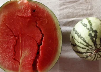 Cortou a melancia e está rachada por dentro? Saiba o que significa