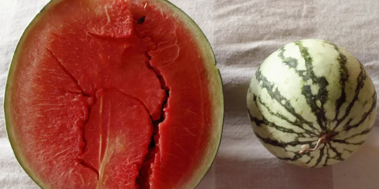 Cortou a melancia e está rachada por dentro? Saiba o que significa