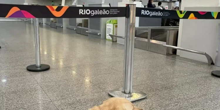 TAP chega a acordo com família de Teddy. Será transportado pelo treinador