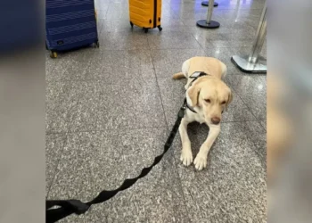 TAP gasta R$ 3,2 milhões para não embarcar cão de serviço