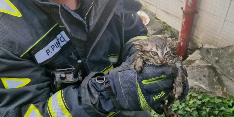 Bombeiros resgatam gatos bebés em Baguim do Monte após alerta de popular