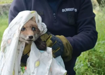 Bombeiros resgatam “com sucesso” raposa presa em tanque de cimento