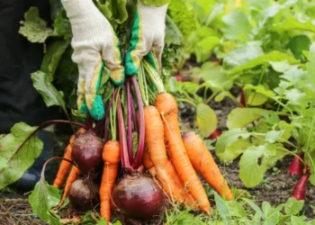 Corra para o jardim e plante estes vegetais! Vai poupar imenso dinheiro