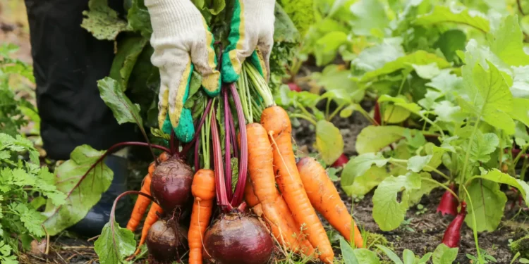 Corra para o jardim e plante estes vegetais! Vai poupar imenso dinheiro