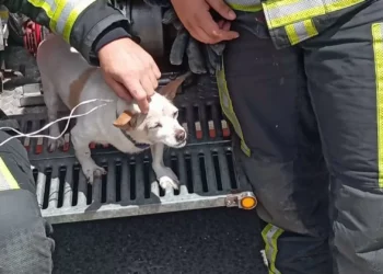 Bombeiros do Seixal resgatam cadela deixada em contentor