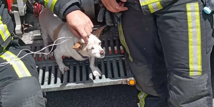 Bombeiros do Seixal resgatam cadela deixada em contentor