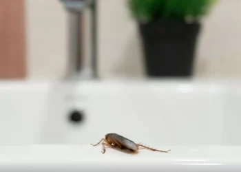 Baratas em casa, nunca mais! O truque que precisa de pôr em prática