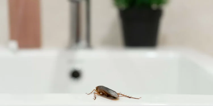 Baratas em casa, nunca mais! O truque que precisa de pôr em prática