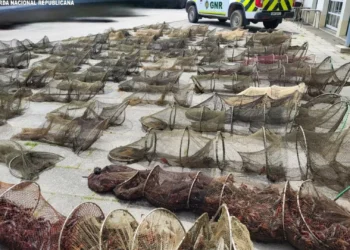 Golegã. GNR apreende 90 nassas usadas para pesca ilegal em área protegida