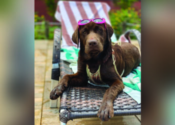 Turismo animal: pets são recebidos como hóspedes vips em resorts mundo afora