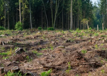 Governo apela a proprietários para “logo que possível” limparem terrenos