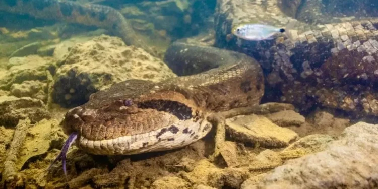 Sucuri ataca agente durante resgate em Tocantins; veja o vídeo