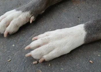 Pitbull que atacou menina em escola foi “sinalizado pelas autoridades”