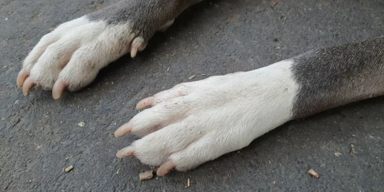 Pitbull que atacou menina em escola foi “sinalizado pelas autoridades”
