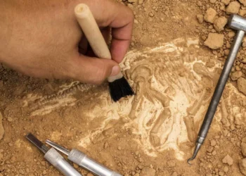 Pegadas mostram que dinossauros passaram a nado em Salir do Porto