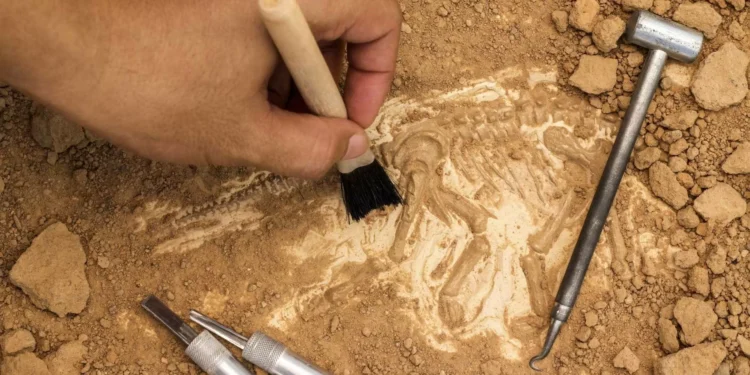 Pegadas mostram que dinossauros passaram a nado em Salir do Porto