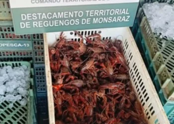 Mourão. Apreendida mais de uma tonelada de lagostim-vermelho-do-Louisiana