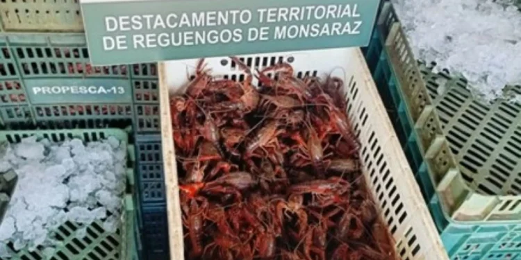 Mourão. Apreendida mais de uma tonelada de lagostim-vermelho-do-Louisiana