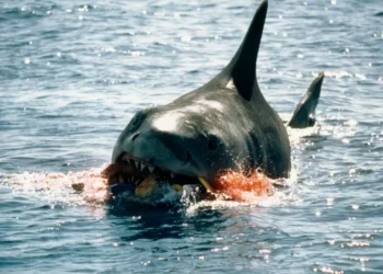 Como ‘Tubarão’, que faz 50 anos, mudou percepção do público sobre espécie