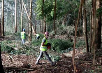 Limpou os terrenos? GNR começa hoje fiscalização (e multas são pesadas)