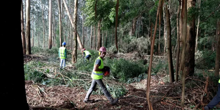 Limpou os terrenos? GNR começa hoje fiscalização (e multas são pesadas)