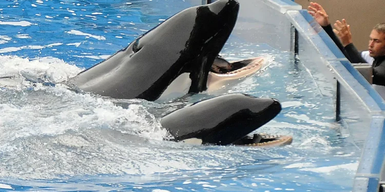 México proíbe uso de mamíferos marinhos em espetáculos de entretenimento