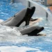 México proíbe uso de mamíferos marinhos em espetáculos de entretenimento