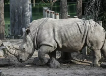 Ruanda recebe 70 rinocerontes brancos da África do Sul