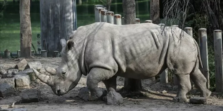 Ruanda recebe 70 rinocerontes brancos da África do Sul
