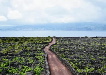 Agressor de cabo-verdiano que morreu no Faial rejeita motivação racial