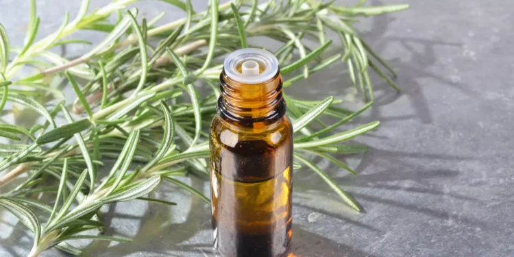 Prevenir o Alzheimer e estimular a mente? O alecrim pode ajudar