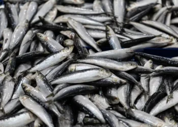 Matosinhos. Irregularidades detetadas em fiscalização à pesca da sardinha