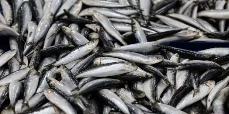 Matosinhos. Irregularidades detetadas em fiscalização à pesca da sardinha
