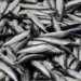 Matosinhos. Irregularidades detetadas em fiscalização à pesca da sardinha