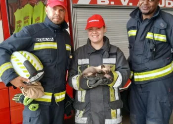 “Obrigado, isto é salvar vidas”. Bombeiros da Aguda resgatam gato