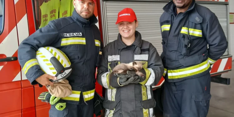 “Obrigado, isto é salvar vidas”. Bombeiros da Aguda resgatam gato