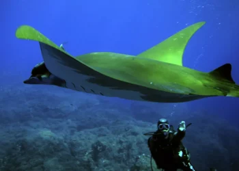 Zero e Oikos apelam “a compromissos reais” para a proteção do oceano