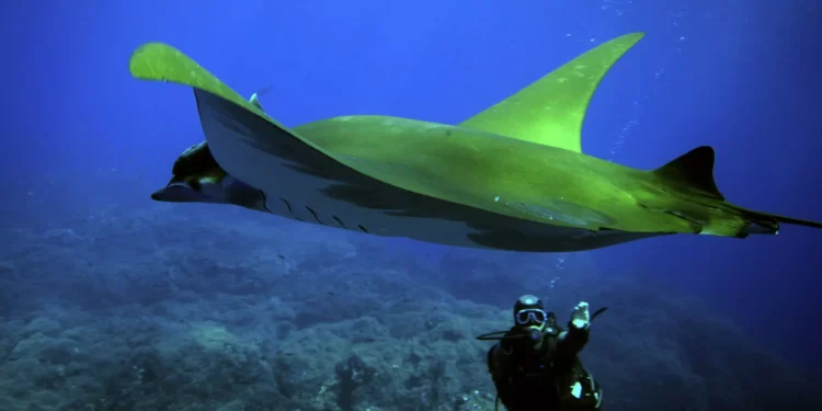 Zero e Oikos apelam “a compromissos reais” para a proteção do oceano
