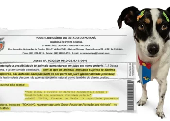 A lei do cão: vira-lata abusado pelo tutor abre caminho para uma grande vitória