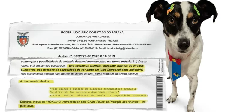 A lei do cão: vira-lata abusado pelo tutor abre caminho para uma grande vitória
