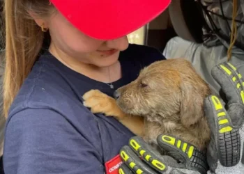Bombeiros de Matosinhos-Leça salvam “cachorro preso em conduta de água”