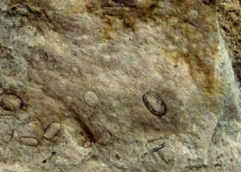 Descobertos fósseis de fungos gigantes com 300 milhões de anos em Anadia